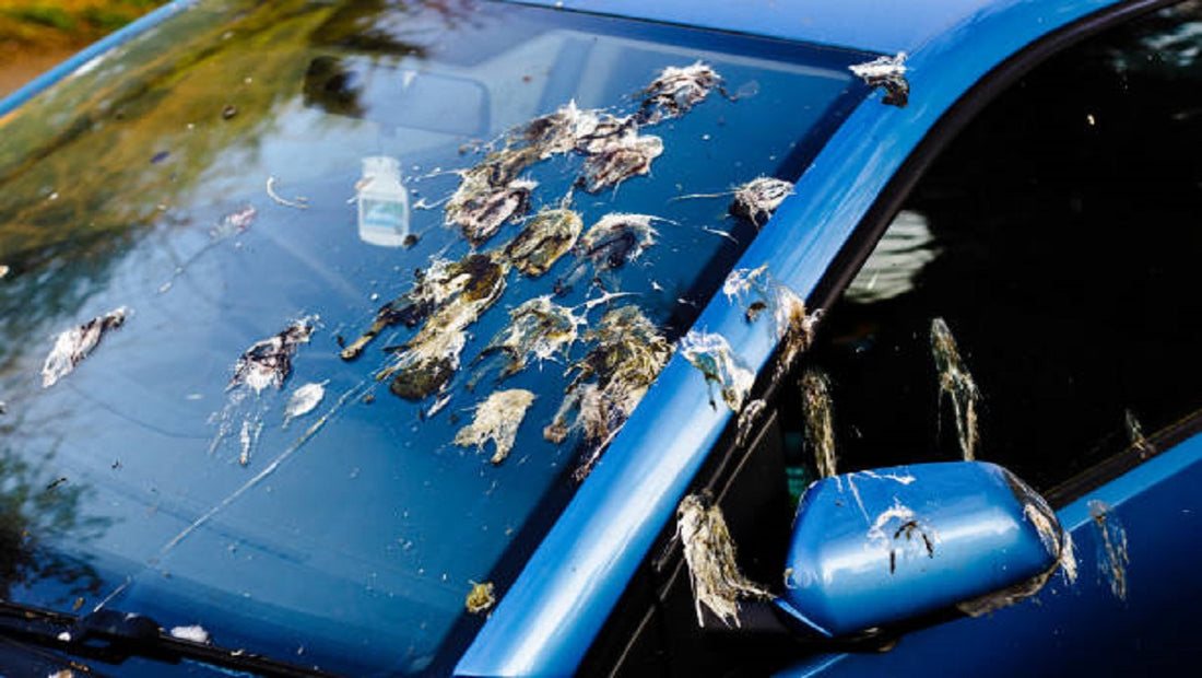 Einfache Tipps zum Entfernen von Vogelkot und Ungeziefer von der Oberfläche Ihres Autos